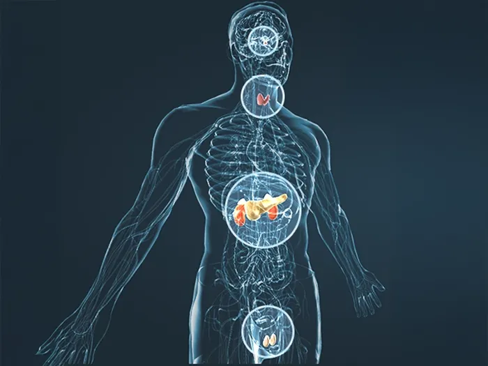 Illustration of the human circulatory system